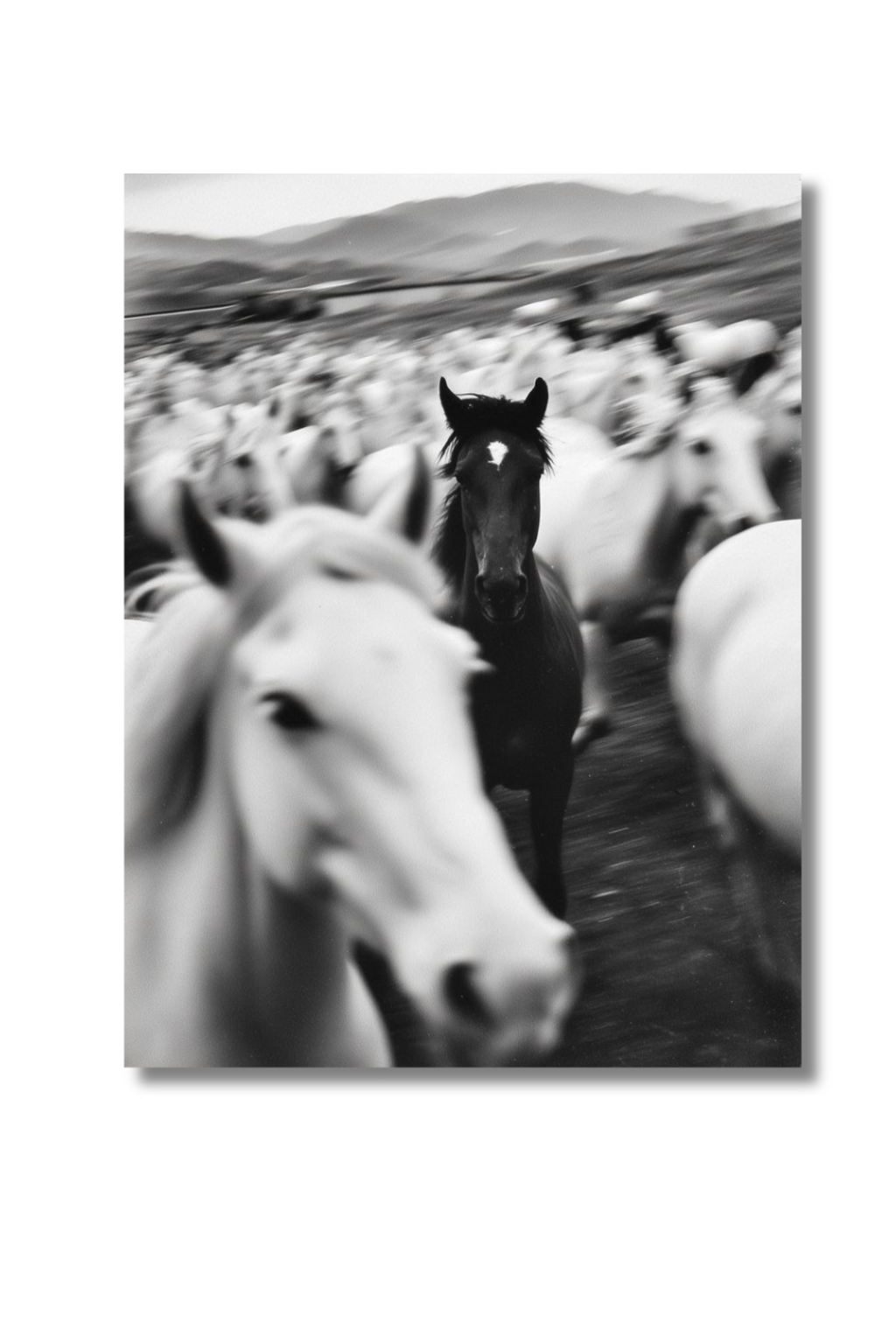 Lone Horse