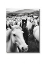 Lone Horse